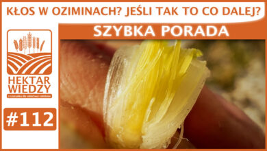 Photo of KŁOS W OZIMINACH? JEŚLI TAK TO CO DALEJ? | SZYBKA PORADA #112