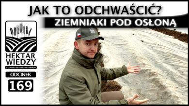 Photo of ZIEMNIAKI POD OSŁONĄ. JAK TO ODCHWAŚCIĆ? | ODCINEK 169