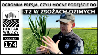 Photo of OGROMNA PRESJA, CZYLI MOCNE PODEJŚCIE DO T2 W ZBOŻACH OZIMYCH. | ODCINEK 174