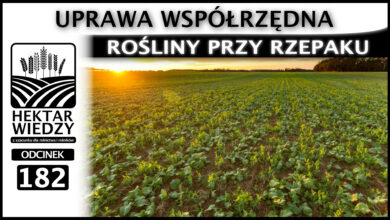 Photo of UPRAWA WSPÓŁRZĘDNA – ROŚLINY PRZY RZEPAKU – CZY TO MA SENS? | ODCINEK 182