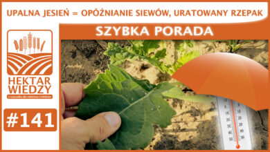 Photo of UPALNA JESIEŃ = OPÓŹNIENIE SIEWÓW, URATOWANY RZEPAK. | SZYBKA PORADA #141