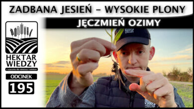 Photo of JĘCZMIEŃ OZIMY – ZADBANA JESIEŃ – WYSOKIE PLONY. | ODCINEK 195