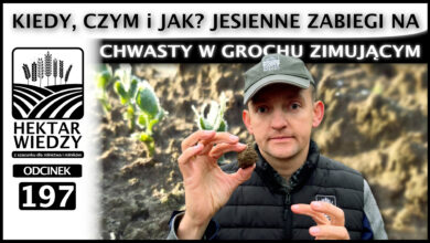 Photo of KIEDY, CZYM i JAK? JESIENNE ZABIEGI NA CHWASTY W GROCHU ZIMUJĄCYM. | ODCINEK 197