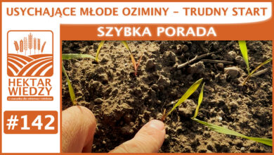 Photo of USYCHAJĄCE MŁODE OZIMINY – TRUDNY START. | SZYBKA PORADA #142