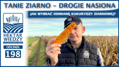 Photo of TANIE ZIARNO – DROGIE NASIONA. JAK WYBRAĆ ODMIANĘ KUKURYDZY ZIARNOWEJ? | ODCINEK 198