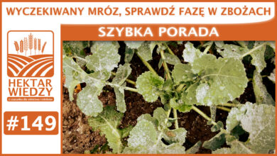 Photo of WYCZEKIWANY MRÓZ, SPRAWDŹ FAZĘ W ZBOŻACH. | SZYBKA PORADA #149