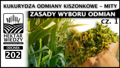 Photo of KUKURYDZA ODMIANY KISZONKOWE – MITY, CZYLI ZASADY WYBORU ODMIAN. (Część 1.) | ODCINEK 202