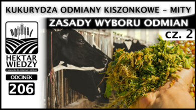 Photo of KUKURYDZA ODMIANY KISZONKOWE – MITY, CZYLI ZASADY WYBORU ODMIAN. (Część 2.) | ODCINEK 206