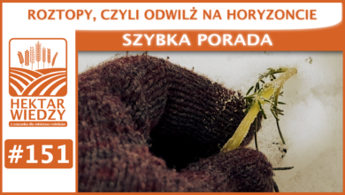 Photo of ROZTOPY, CZYLI ODWILŻ NA HORYZONCIE | SZYBKA PORADA #151