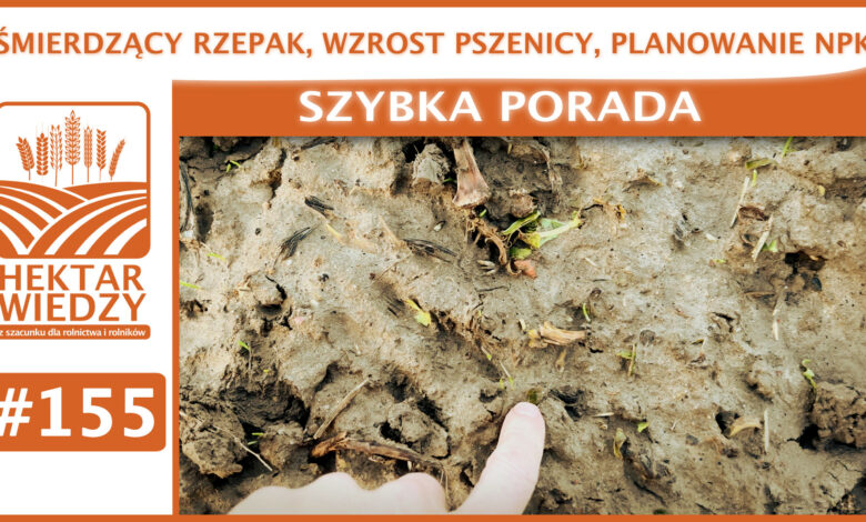 SZYBKA_PORADA_OKLADKA_155