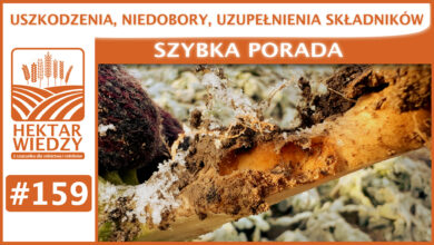 Photo of USZKODZENIA, NIEDOBORY, UZUPEŁNIENIA SKŁADNIKÓW.| SZYBKA PORADA #159