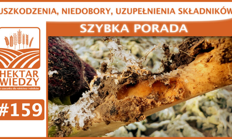 SZYBKA_PORADA_OKLADKA_159