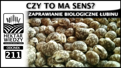 Photo of ZAPRAWIANIE BIOLOGICZNE ŁUBINY – CZY MA SENS? | ODCINEK 211