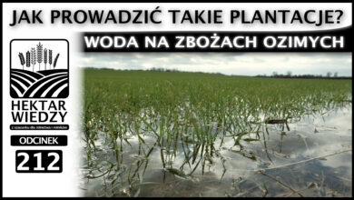 Photo of WODA NA ZBOŻACH OZIMYCH – JAK PROWADZIĆ TAKIE PLANTACJE? | ODCINEK 212