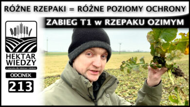 Photo of RÓŻNE RZEPAKI = RÓŻNE POZIOMY OCHRONY. ZABIEG T1 w RZEPAKU OZIMYM. | ODCINEK 213