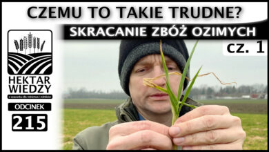 Photo of SKRACANIE ZBÓŻ OZIMYCH. CZEMU TO TAKIE TRUDNE? (część 1.) | ODCINEK 215