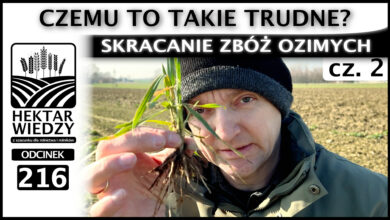 Photo of SKRACANIE ZBÓŻ OZIMYCH. CZEMU TO TAKIE TRUDNE? (część 2.) | ODCINEK 216