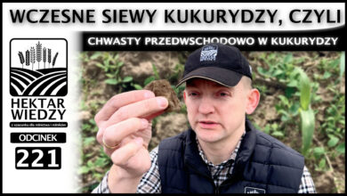 Photo of WCZESNE SIEWY KUKURYDZY, CZYLI CHWASTY PRZEDWSCHODOWO W KUKURYDZY. | ODCINEK 221