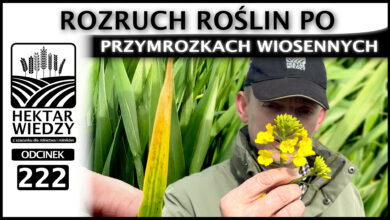 Photo of ROZRUCH ROŚLIN PO PRZYMROZKACH WIOSENNYCH. | ODCINEK 222