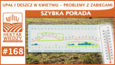Photo of UPAŁ I DESZCZ W KWIETNIU, PROBLEMY Z ZABIEGAMI. | SZYBKA PORADA #168