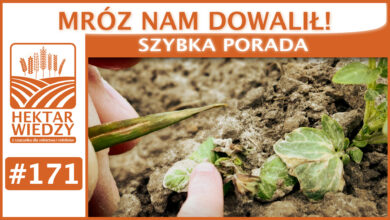 Photo of MRÓZ NAM DOWALIŁ! | SZYBKA PORADA #171