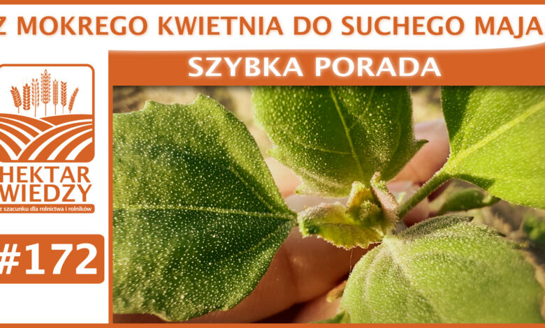 SZYBKA_PORADA_OKLADKA_172