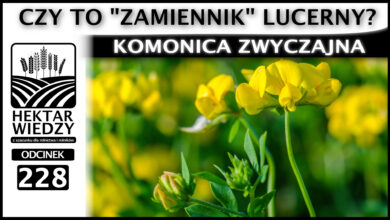Photo of KOMONICA ZWYCZAJNA – CZY TO „ZAMIENNIK” LUCERNY? | ODCINEK 228