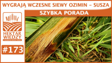 Photo of WYGRAJĄ WCZESNE SIEWY OZIMIN – SUSZA. | SZYBKA PORADA #173