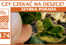 Photo of CZY CZEKAĆ NA DESZCZ? | SZYBKA PORADA #174