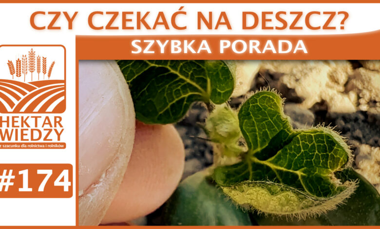 SZYBKA_PORADA_OKLADKA_174