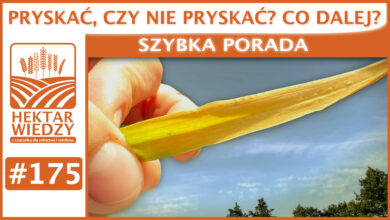 Photo of PRYSKAĆ, CZY NIE PRYSKAĆ? CO DALEJ? | SZYBKA PORADA #175