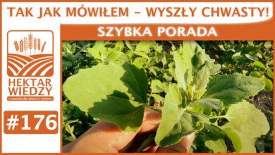 Photo of TAK JAK MÓWIŁEM – WYSZŁY CHWASTY! | SZYBKA PORADA #176