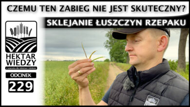 Photo of CZEMU TEN ZABIEG NIE JEST SKUTECZNY? SKLEJANIE ŁUSZCZYN RZEPAKU. | ODCINEK 229