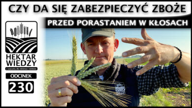 Photo of CZY DA SIĘ ZABEZPIECZYĆ ZBOŻE PRZED PORASTANIEM W KŁOSACH? | ODCINEK 230