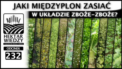 Photo of PO ZBOŻU I PRZED ZBOŻEM – JAKI MIĘDZYPLON ZASIAĆ W UKŁADZIE ZBOŻE-ZBOŻE? | ODCINEK 232