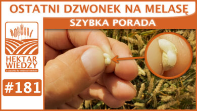 Photo of OSTATNI DZWONEK NA MELASĘ. | SZYBKA PORADA #181