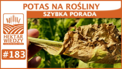 Photo of POTAS NA ROŚLINY. | SZYBKA PORADA #183