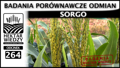 Photo of SORGO – BADANIA PORÓWNAWCZE ODMIAN. | ODCINEK 264