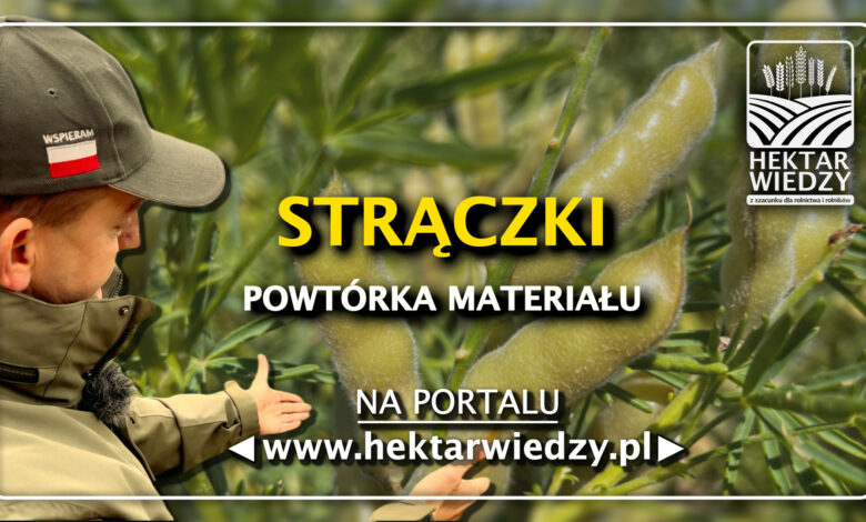 STRACZKI - Powtórka Materiałów