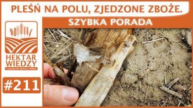 Photo of PLEŚŃ NA POLU, ZJEDZONE ZBOŻE. | SZYBKA PORADA #211