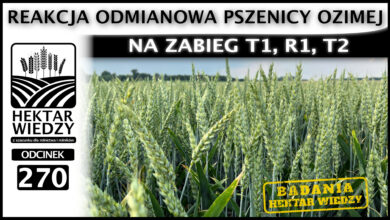Photo of REAKCJA ODMIANOWA PSZENICY OZIMEJ NA ZABIEG T1, R1, T2. | ODCINEK 270