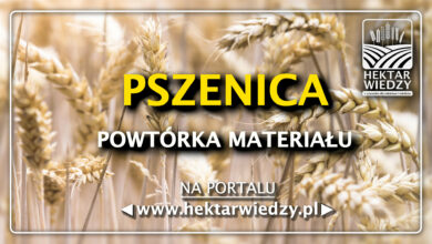 Photo of PSZENICA – POWTÓRKA MATERIAŁU