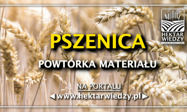 PSZENICA - Powtórka Materiałów