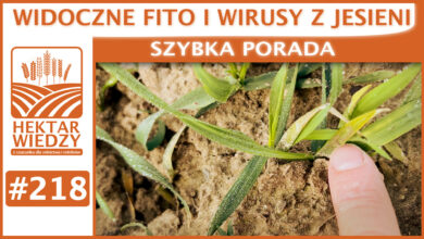 Photo of WIDOCZNE FITO I WIRUSY Z JESIENI. | SZYBKA PORADA #218