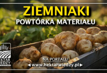 Photo of ZIEMNIAKI – POWTÓRKA MATERIAŁU