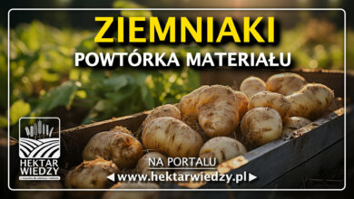 Photo of ZIEMNIAKI – POWTÓRKA MATERIAŁU