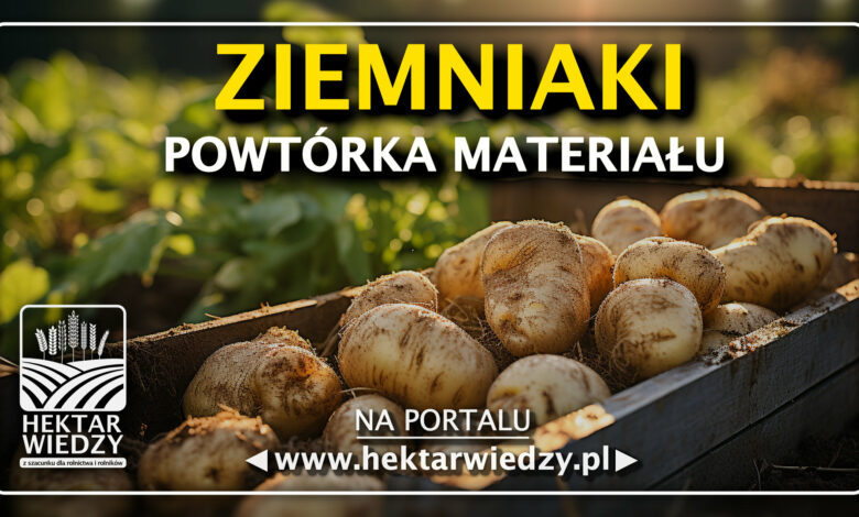 ZIEMNIAKI - Powtórka Materiałów
