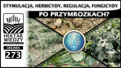 Photo of JAK POGODZIĆ STYMULACJĘ, HERBICYDY, REGULACJĘ, FUNGICYDY – PO PRZYMROZKACH? | ODCINEK 273