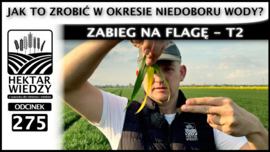 Photo of ZABIEG NA FLAGĘ W OKRESIE NIEDOBORU WODY. JAK TO ZROBIĆ? | ODCINEK 275