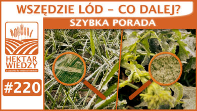 Photo of WSZĘDZIE LÓD – CO DALEJ? | SZYBKA PORADA #220